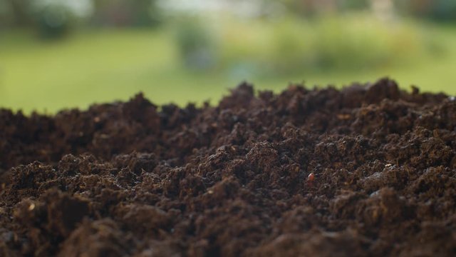 Worm and bug crawling in freshly dug up soil. Insects close up. Macro shooting, camera slowly moving on slider. Dolly shot. Invertebrate life.