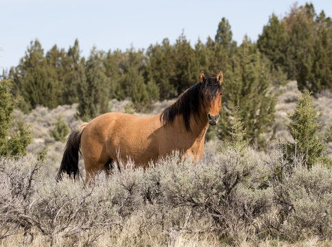 Wild Stallion