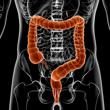 Large Intestine 3D Illustration Human Digestive System Anatomy