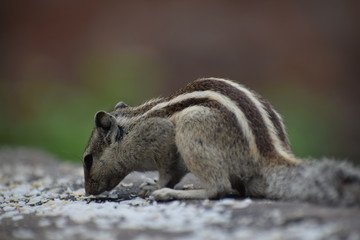 Fototapeta premium The Indian palm squirrel or three-striped palm squirrel (Funambulus palmarum) resting on tree branch- It is a species of rodent in the family Sciuridae found naturally in India and Sri Lanka.