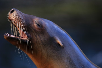 Fototapeta premium Seelöwe
