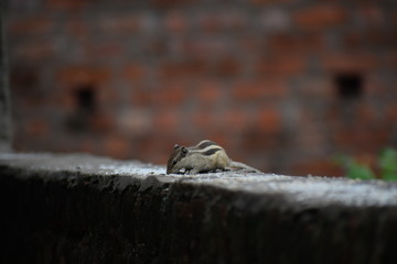 The Indian palm squirrel or three-striped palm squirrel (Funambulus palmarum) resting on tree branch- It is a species of rodent in the family Sciuridae found naturally in India and Sri Lanka.