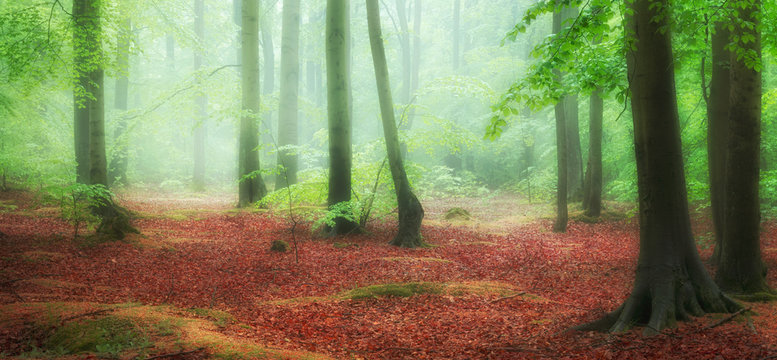 Beautiful foggy morning in green forest
