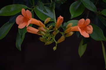 Orange trumpet vine creeper OR Orange jubilee(orange bells) OR tacoma alata ,native region is...