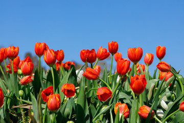 Fototapeta na wymiar red tulips with blue sky