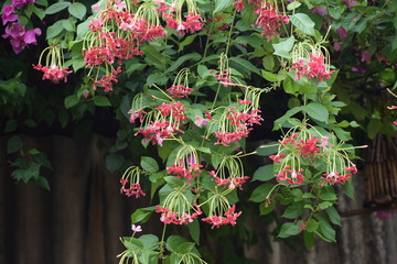 Rangoon creeper or chinese honeysuckle creeper flowers