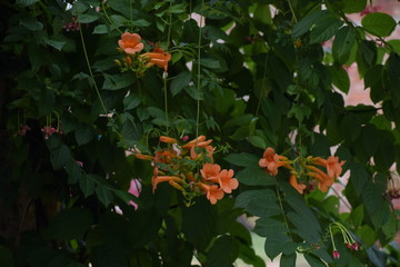 Orange trumpet vine creeper OR Orange jubilee(orange bells) OR tacoma alata ,native region is Argentina but found in many countries