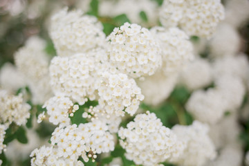 close up of white flower