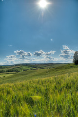 beau paysage de colline en  Toscane au printemps avec champ de blé