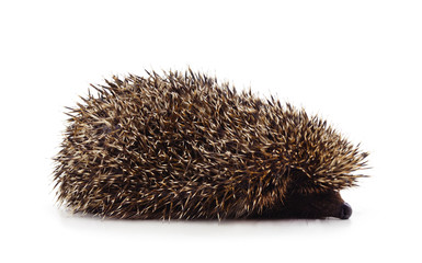 One brown hedgehog.