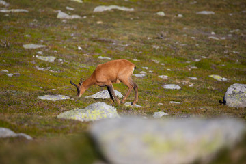 Rebaño de rebecos pirenaicos o sarrios (Rupicapra pyrenaica) pastando en un prado alpino del...
