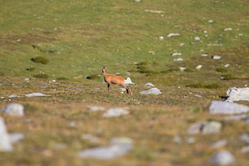 Rebaño de rebecos pirenaicos o sarrios (Rupicapra pyrenaica) pastando en un prado alpino del...