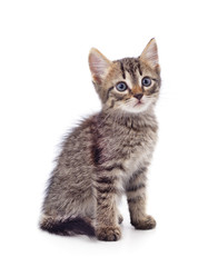 Fototapeta premium Little gray kitten .