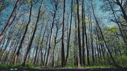 trees in the woods