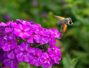 Russia. kuznetsk alatau. Hovering over the blooming Phlox, the common hawk-moth (or big-billed star). This moth does not land on the flower while collecting nectar.