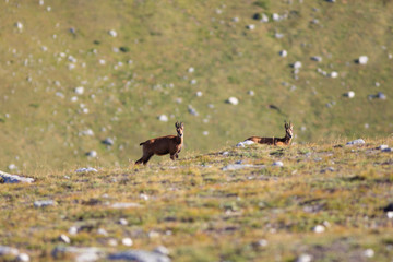 Rebaño de rebecos pirenaicos o sarrios (Rupicapra pyrenaica) pastando en un prado alpino del Pirineo una mañana de verano