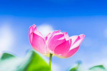 Fototapeta premium 青空と一輪の蓮の花