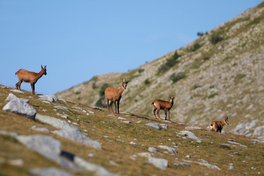 Reba&ntilde;o de rebecos pirenaicos o sarrios (Rupicapra pyrenaica) pastando en un prado alpino del Pirineo una ma&ntilde;ana de verano
