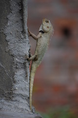 The Indian chameleon(Chamaeleo zeylanicus) is found in Sri Lanka, India, and other parts of South Asia. This species has a long tongue, feet that are shaped into bifid claspers, a prehensile tail.