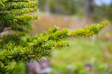 Green pine needles