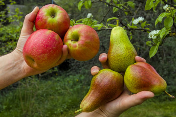 Äpfel mit Birnen vergleichen