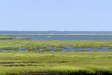 Obraz premium ESTUARINE WETLANDS/Atlantic City NJ The marsh you see in front of you is one the most productive ecosysystems in the world.