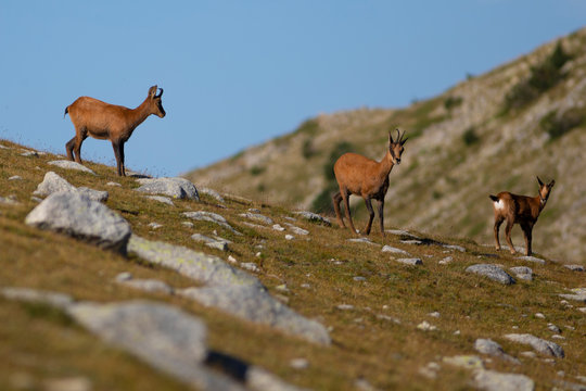 Reba&ntilde;o de rebecos pirenaicos o sarrios (Rupicapra pyrenaica) pastando en un prado alpino del Pirineo una ma&ntilde;ana de verano