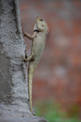 The Indian chameleon(Chamaeleo zeylanicus) is found in Sri Lanka, India, and other parts of South Asia. This species has a long tongue, feet that are shaped into bifid claspers, a prehensile tail.