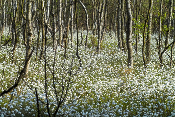 Eriophorum - Wollgras