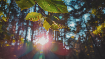 maple tree in autumn