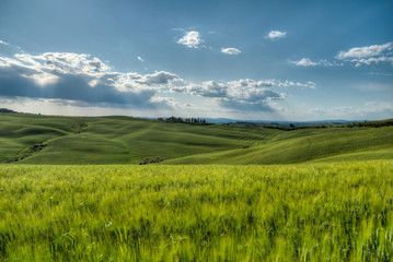 beau paysage de colline en  Toscane en Italie au printemps avec champ de blé