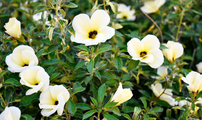 Obraz premium Blooming white-brown flowers, with green leaves on a blurred background in the garden