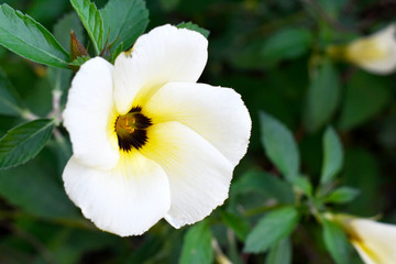 Blooming white-brown flowers, with green leaves on a blurred background in the garden