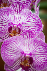 Fototapeta na wymiar Purple Orchid in a garden
