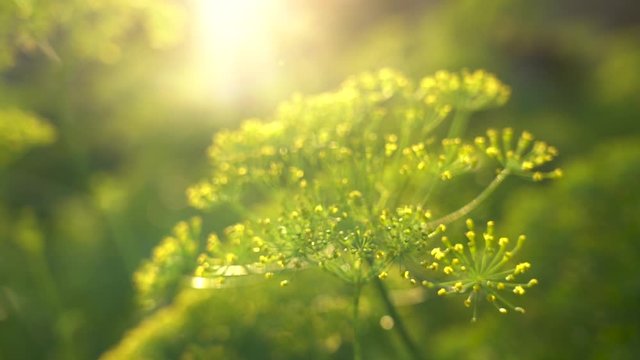 Dill seeds in the back light. Beautiful nature with solar flare. Sunny evening. Close-up of unripe green umbrella dill, shallow depth of field.