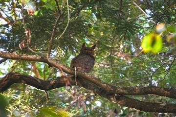 owl on tree at sunny day. Minas Gerias, Brazil