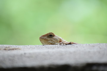 The Indian chameleon(Chamaeleo zeylanicus) is found in Sri Lanka, India, and other parts of South Asia. This species has a long tongue, feet that are shaped into bifid claspers, a prehensile tail.