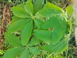 green leaves in the garden