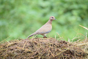 Eurasian collared dove (streptopelia decaocto) native to Europe and asia captured sitting on branch in Asian country of India and state of Gujarat