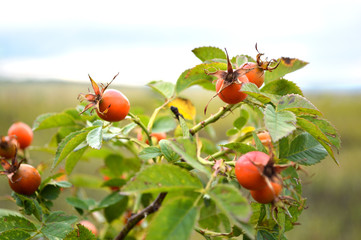  rose hip, village, bush, berry