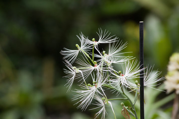 White flower outdoors in nature