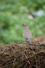 Eurasian collared dove (streptopelia decaocto) native to Europe and asia captured sitting on branch in Asian country of India and state of Gujarat
