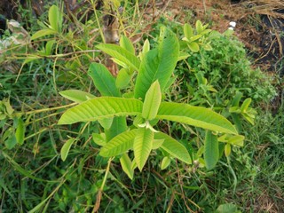 green leaves in the garden
