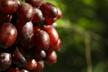 Fresh ripe grape bunch outdoor, space for text