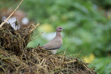 Eurasian collared dove (streptopelia decaocto) native to Europe and asia captured sitting on branch in Asian country of India and state of Gujarat