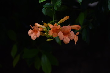 Orange trumpet vine creeper OR Orange jubilee(orange bells) OR tacoma alata ,native region is Argentina but found in many countries