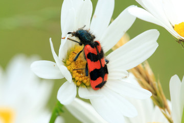 Gemeiner Bienenkäfer