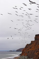 seagulls on the beach