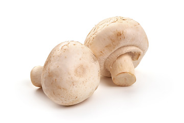 Champignons, close-up, isolated on white background