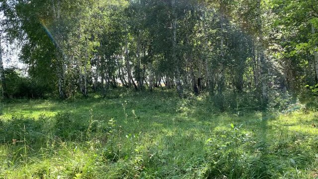 Beautiful thick green birch forest. Summer landscape. The sun breaks through the tree crown.